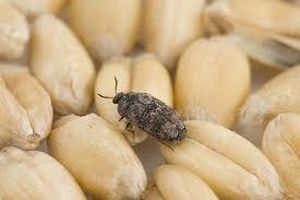 uploads/images/pest/maize shoot bugs.jpg